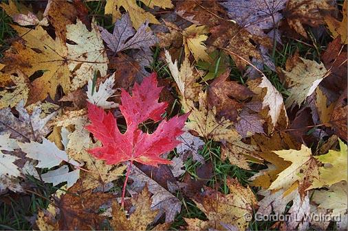 Red Leaf_08575-6.jpg - Photographed near Carleton Place, Ontario, Canada.